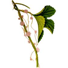 Attēlu rezultāti vaicājumam “Cuscuta europaea flower”