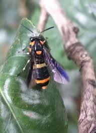 Attēlu rezultāti vaicājumam “Tenthredo scrophulariae exuvia”