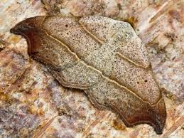 Attēlu rezultāti vaicājumam “Laspeyria flexula”