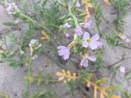 Attēlu rezultāti vaicājumam “Cakile maritima subsp. baltica leaf”