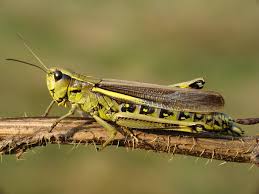 Attēlu rezultāti vaicājumam “Stethophyma grossum”