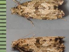 Attēlu rezultāti vaicājumam “Morophaga choragella”