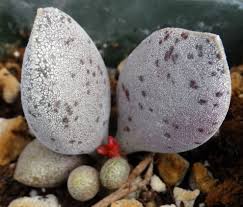 Attēlu rezultāti vaicājumam “Trichiaceae, Hemitrichiaceae, Arcyriaceae”