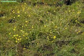 Attēlu rezultāti vaicājumam “Ranunculus flammula bud”