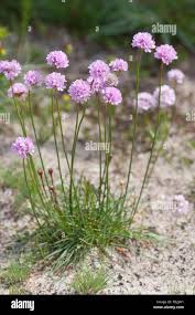 Image result for Grasnelke