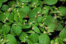 Attēlu rezultāti vaicājumam “Galinsoga quadriradiata leaf”