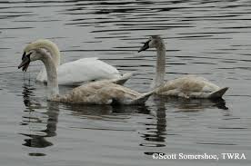 Attēlu rezultāti vaicājumam “Cygnus olor adult”