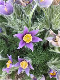 Attēlu rezultāti vaicājumam “Pulsatilla”