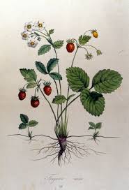 Image result for Fragaria vesca