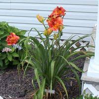 Image result for Hemerocallis `Moses Fire`