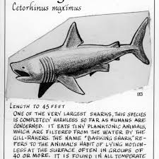 Image result for Cetorhinus maximus