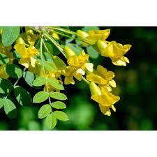 Attēlu rezultāti vaicājumam “Caragana arborescens flower”