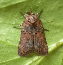 Attēlu rezultāti vaicājumam “Nycteola sp.”