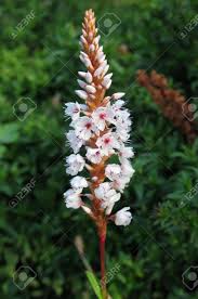 Attēlu rezultāti vaicājumam “Polygonaceae”
