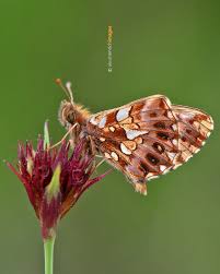 Attēlu rezultāti vaicājumam “Boloria dia”