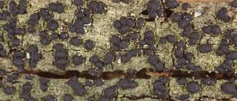 Attēlu rezultāti vaicājumam “Micarea sp.”