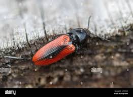 Attēlu rezultāti vaicājumam “Ampedus sanguinolentus”