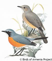 Image result for Irania gutturalis