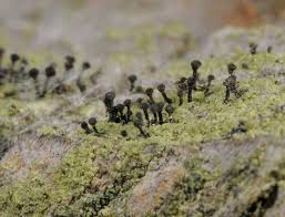 Attēlu rezultāti vaicājumam “Calicium viride”