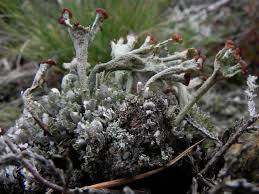 Attēlu rezultāti vaicājumam “Cladonia”