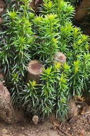 Attēlu rezultāti vaicājumam “Taxus baccata bud”