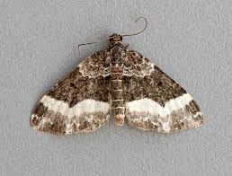 Attēlu rezultāti vaicājumam “Euphyia unangulata”