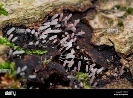 Attēlu rezultāti vaicājumam “Stemonitopsis typhina”