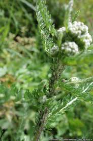 Attēlu rezultāti vaicājumam “Macrosiphoniella millefolii”