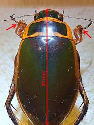 Attēlu rezultāti vaicājumam “Dytiscus marginalis”