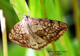 Attēlu rezultāti vaicājumam “Evergestis pallidata”