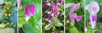 Attēlu rezultāti vaicājumam “Lamium maculatum flower”