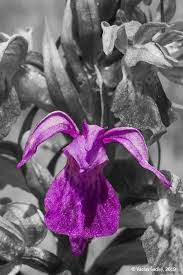 Attēlu rezultāti vaicājumam “Dactylorhiza traunsteineri”