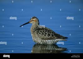 Image result for Calidris himantopus