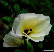 Attēlu rezultāti vaicājumam “Malvaceae”