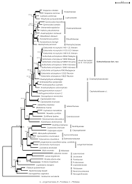 Attēlu rezultāti vaicājumam “Trilophozia quinquedentata”