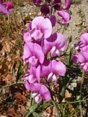 Attēlu rezultāti vaicājumam “Lathyrus latifolius bud”