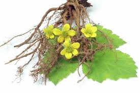 Image result for Potentilla erecta