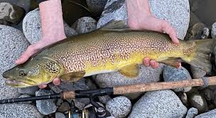 Image result for Salmo marmoratus