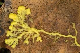 Attēlu rezultāti vaicājumam “Leocarpus sp.”