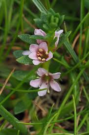 Attēlu rezultāti vaicājumam “Glaux maritima flower”