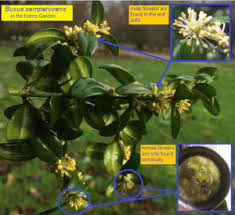 Attēlu rezultāti vaicājumam “Buxus sempervirens flower”