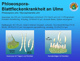 Attēlu rezultāti vaicājumam “Mycosphaerella ulmi”