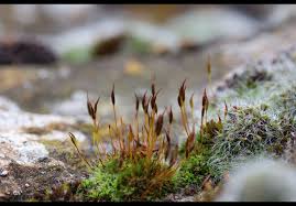 Attēlu rezultāti vaicājumam “Tortula muralis”