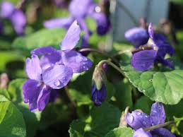 Image result for Veilchen