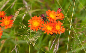Attēlu rezultāti vaicājumam “Pilosella aurantiaca”