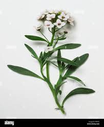 Attēlu rezultāti vaicājumam “Lobularia maritima”