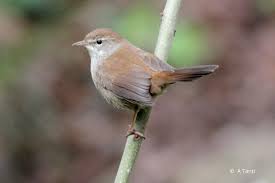 Image result for Cettia cetti