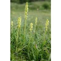 Attēlu rezultāti vaicājumam “Herminium monorchis”