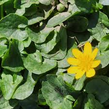 Attēlu rezultāti vaicājumam “Callitriche verna flower”