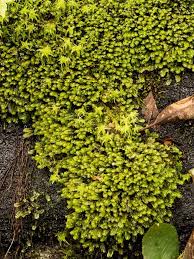 Attēlu rezultāti vaicājumam “Scapania”